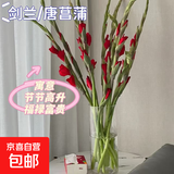 粉红色剑兰节节高鲜花年宵花广州发春节装饰情人节礼物长65-70cm 红色剑兰10支