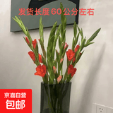 粉红色剑兰节节高鲜花年宵花广州发春节装饰情人节礼物长65-70cm 5支红色剑兰+5支粉色剑兰