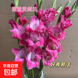 粉红色剑兰节节高鲜花年宵花广州发春节装饰情人节礼物长65-70cm 蓝精灵剑兰5支