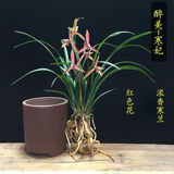 玫绚细叶寒兰 国画之美兰花苗 寒妃  开花浓香 3苗  裸根发货