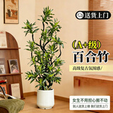 叹为观止大型植物发财树各种大颗盆栽开业乔迁客厅办公室内好养大型花卉 造型百合竹1.4—1.6米 含盆
