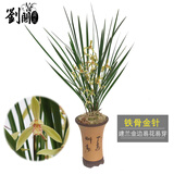 劉閣蘭花兰花苗 香妃 有香味的夏带花苞出售室内外花卉绿植盆栽草观花植物 铁骨金针4苗加盆土肥，说明书