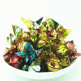 柏盈雪花球糖500g陈皮丹盐津枣咸金枣酸甜澳门风味潮汕特产蜜饯零食品 陈皮味