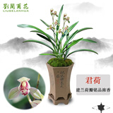 劉閣蘭花兰花苗 君荷 夏带浓香花苞出售室内花卉兰花苗兰草盆栽 4苗连体裸根