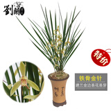 劉閣蘭花兰花苗 香妃 有香味的夏带花苞出售室内外花卉绿植盆栽草观花植物 铁骨金针3苗加盆土肥，说明书