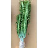 龙骨植物花卉盆栽 三角霸王鞭紫 青色龙骨仙人多肉吸甲醛 青龙骨3-5分叉 不含盆