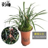 劉閣蘭花兰花苗 香妃 有香味的夏带花苞出售室内外花卉绿植盆栽草观花植物 碧瑶公主5苗加盆土肥，说明书