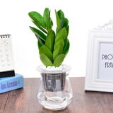 叹为观止室内水培土培懒人盆景植物清新空气办公室盆栽桌面 金钱树 玻璃盆 带盆栽好