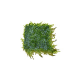 趣乐多 莫斯水草植鱼细叶铁黑木蕨水草活体水草鱼缸造景水族箱造景装饰 水晶莫斯 网片约7×7CM
