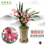 劉閣蘭花兰花 浓香红素花紫霞仙女 夏带花苞室内室外绿植兰草花卉盆栽 2苗连体裸根