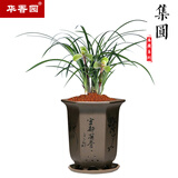 华香园春兰老八种之一【集圆】兰花苗浓幽香型办公室内盆栽绿植 集圆 1棵3苗 不带花苞 裸根发货
