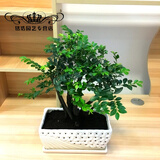 小叶紫檀盆景树桩盆景绿植物室内四季常青盆栽黑骨茶树苗名贵老桩 大号30-35cm高4~6棵【红色育苗盆】 栽好发货