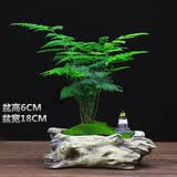 叹为观止文竹盆栽桌面小绿植办公室内盆景植物桌面观赏 文竹+原木色仿木盆（装饰随机）