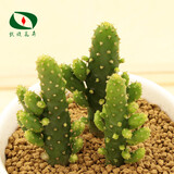 沃绣 多肉植物 多肉盆栽  懒人植物 摇钱树高约4-6cm3株