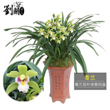 劉閣蘭花兰花苗 香妃 有香味的夏带花苞出售室内外花卉绿植盆栽草观花植物 香兰3苗当年开花加盆土肥，说明书