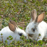 朗缤 兔子活体宠物兔活体新西兰肉兔公主兔小白荷兰侏儒活物兔子宠物 随机公主兔2只（一公一母）