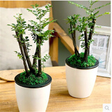 欧悟 小叶紫檀树桩植物盆栽 小叶紫檀盆景 室内绿植 小叶檀香紫檀树黑骨茶黑檀含简易盆 小号1根 带盆栽好（吸水盆）