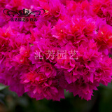 重瓣三角梅苗盆栽重瓣三角梅树苗三叶梅盆景爬藤植物四季开花卉绿植 16号玫红重瓣 不含盆