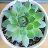 纳格兰多肉植物 绿植盆栽 桌面绿植 迷你植物 观音莲