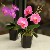 锦枫（jinfeng）4年大苗蝴蝶兰花苗鲜花四季植物室内客厅盆栽绿植花卉兰花苗大苗 粉黛丽蝴蝶兰+透明原盆+原土