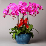 锦枫（jinfeng）4年大苗蝴蝶兰花苗鲜花四季植物室内客厅盆栽绿植花卉兰花苗大苗 蝶恋蝴蝶兰+透明原盆+原土