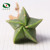 沃绣 多肉植物 多肉盆栽  懒人植物 鸾凤玉冠幅约1.5-2cm