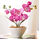 锦枫（jinfeng）4年大苗蝴蝶兰花苗鲜花四季植物室内客厅盆栽绿植花卉兰花苗大苗 公主蝴蝶兰+透明原盆+原土