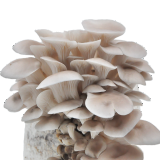 菇婆婆平菇蘑菇种植菌包菌棒盆栽食用菌种家庭趣味栽培阳台采新鲜的蘑菇 秀珍菇【升级款1袋装】 袋装