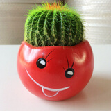 昊兰诺金冠仙人球【多头金丝猴】仙人掌 多肉植物 办公室  小盆栽 金冠仙人球+笑脸花盆 含盆