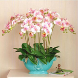 锦枫（jinfeng）4年大苗蝴蝶兰花苗鲜花四季植物室内客厅盆栽绿植花卉兰花苗大苗 大富贵蝴蝶兰+透明原盆+原土