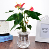 叹为观止室内水培土培懒人盆景植物清新空气办公室盆栽桌面 红掌 玻璃盆 带盆栽好