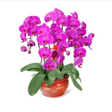 锦枫（jinfeng）4年大苗蝴蝶兰花苗鲜花四季植物室内客厅盆栽绿植花卉兰花苗大苗 蝴蝶夫人蝴蝶兰+透明原盆+原土