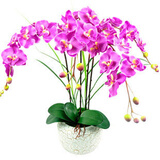 锦枫（jinfeng）4年大苗蝴蝶兰花苗鲜花四季植物室内客厅盆栽绿植花卉兰花苗大苗 紫蝶蝴蝶兰+透明原盆+原土