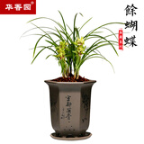华香园余蝴蝶花卉兰花春兰带花苞办公室内盆栽花卉盆栽盆景耐阴绿植 余蝴蝶4苗 不带花苞 裸根发货