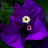 重瓣三角梅苗盆栽重瓣三角梅树苗三叶梅盆景爬藤植物四季开花卉绿植  1号紫星4年苗 不含盆