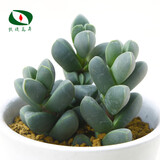 沃绣 多肉植物 多肉盆栽  懒人植物 鹿角海棠高约2-3cm3株