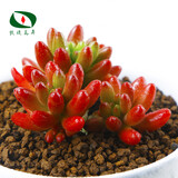 沃绣 多肉植物 多肉盆栽  懒人植物 虹之玉 3株