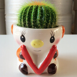 昊兰诺金冠仙人球【多头金丝猴】仙人掌 多肉植物 办公室  小盆栽 金冠仙人球+小猪花盆 含盆