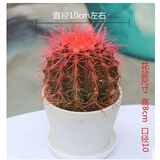 昊兰诺金冠仙人球【多头金丝猴】仙人掌 多肉植物 办公室  小盆栽 金虎仙人球红色 含盆