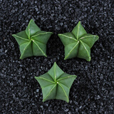 心头肉多肉植物集合 室内桌面绿植花卉苗微型盆景 懒人肉肉盆栽 鸾凤玉直径1.5-2.5厘米