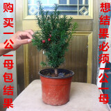 曼地亚红豆杉 树苗盆栽盆景绿星名贵树盆景结果公母庭院客厅耐寒北方植物健康树 3年盆景苗 (母树)