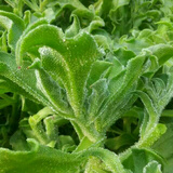 寿禾 冰菜冰草种子冰晶农家四季播蔬菜种孑阳台秋冬季盆栽菜籽种籽 冰草种子 2000粒+肥料+种植资料