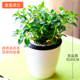 盆栽水培植物盆栽室内办公室盆景绿植 金鱼吊兰(可爱诱人火爆)