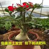 玫瑰情缘重瓣绿植沙漠玫瑰苗观叶观花植物当年开花盆栽花卉 店长五年当年开花备注颜色 不含盆