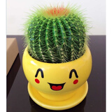 昊兰诺金冠仙人球【多头金丝猴】仙人掌 多肉植物 办公室  小盆栽 金冠仙人球+可爱花盆 含盆