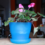 浩胜花盆 塑料  园艺塑料树脂敞口盆 加厚 敞口花盆 多肉花盆颜色随机 敞口 水晶蓝 特小号 10*8.5*7CM