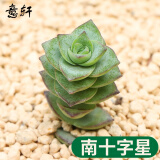 意轩多肉植物多肉24款肉肉植物DIY室内盆栽绿植花卉组合办公室 南十字星/高3-5cm 不含盆