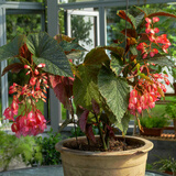 盆栽花卉 海棠花苗盆栽 四季秋海棠盆栽 竹节海棠不含盆