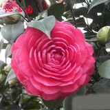 春草碧 茶花苗山茶花树苗茶梅树苗茶梅苗盆栽四季茶花四季绿植物花卉观花庭院阳台盆栽地栽绿化苗木 B醉杨妃 3年苗