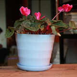 浩胜花盆 塑料  园艺塑料树脂敞口盆 加厚 敞口花盆 多肉花盆颜色随机 螺纹 蓝色 中号 14*12*10CM